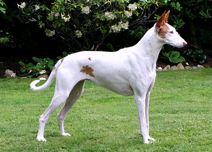 saluki阿富汗猎犬 afghan hound二, 狩猎犬 hound group刚毛指示