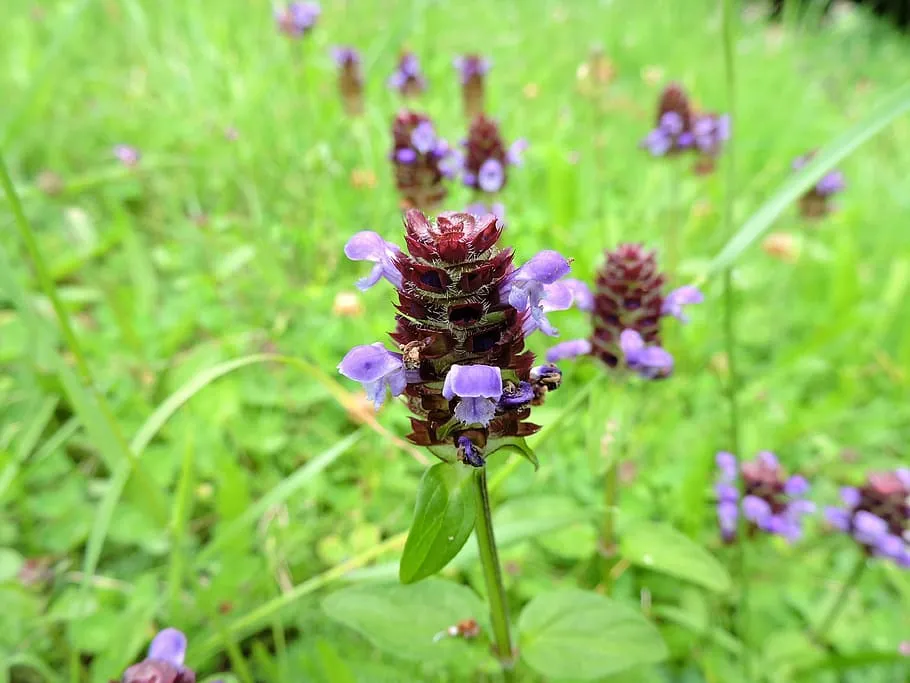 花名字这些名字里有夏的植物你认识几个