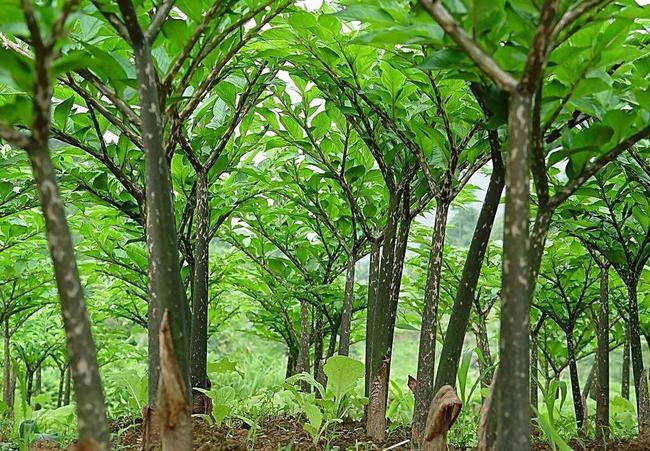 魔芋种植技术及亩产量技术要点如何亩产两万斤