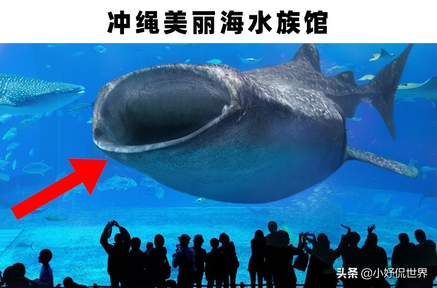 世界上存在着的11个巨大而神奇的水族馆