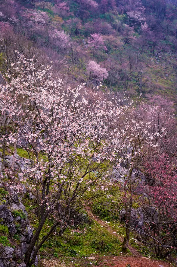 春暖花开醉咸宁③看一场人海是每朵葛仙山樱花的梦想