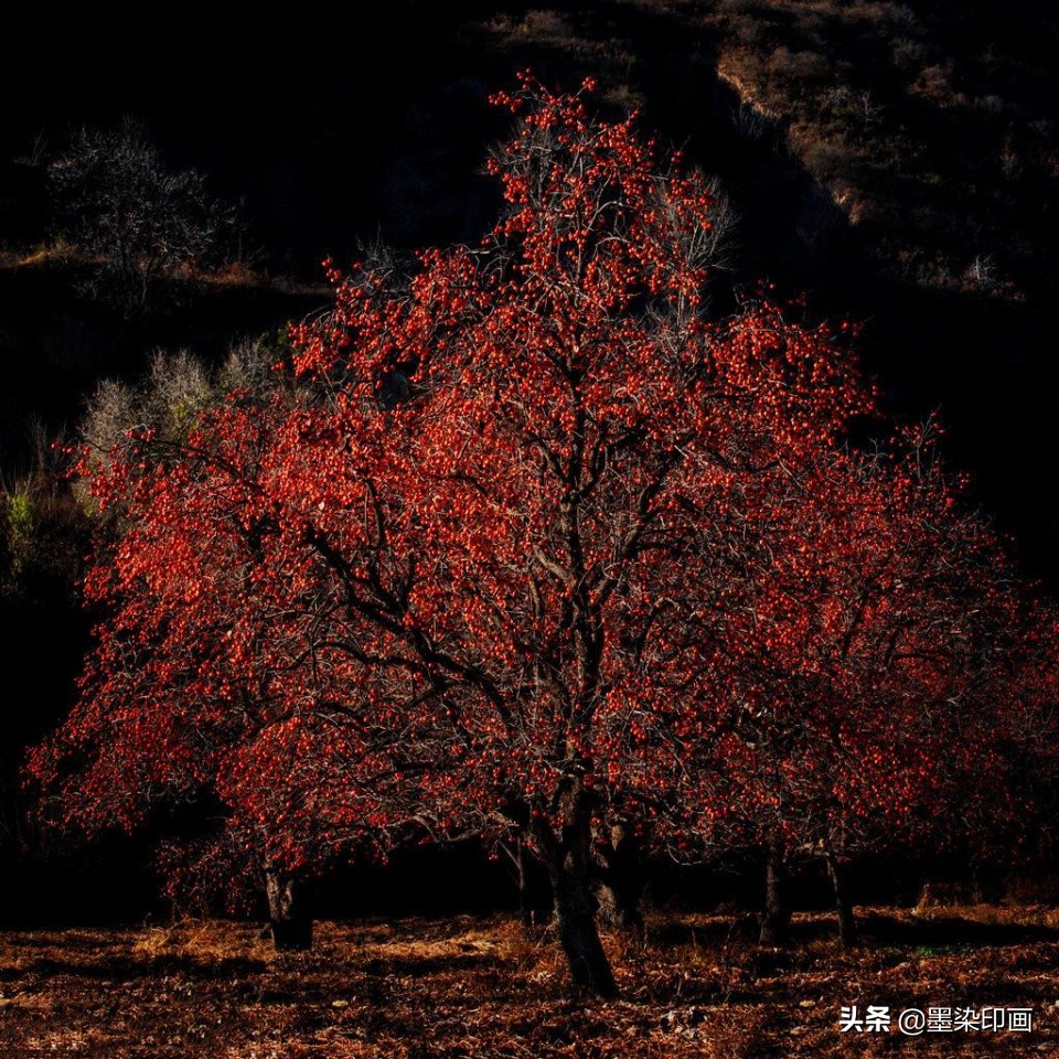 又到一年好“柿”节！拍好这深秋的“红灯笼”