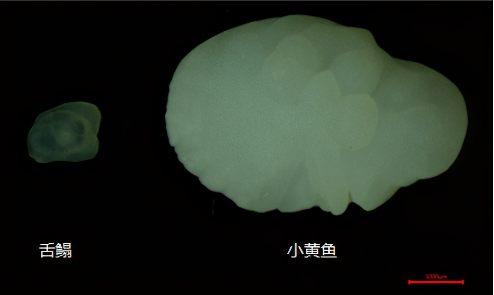 鱼耳石小石头有大作用