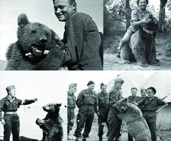 二战传奇熊士兵,抽烟喝酒搬运弹药还混上军衔,全世界仅此一熊