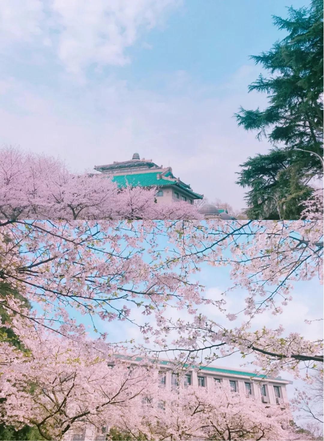 又是一年赏花时!2021全新踏春攻略,11处浪漫花海,安排上