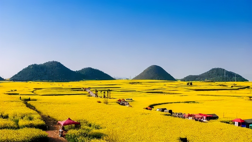 又是一年赏花时!2021全新踏春攻略,11处浪漫花海,安排上