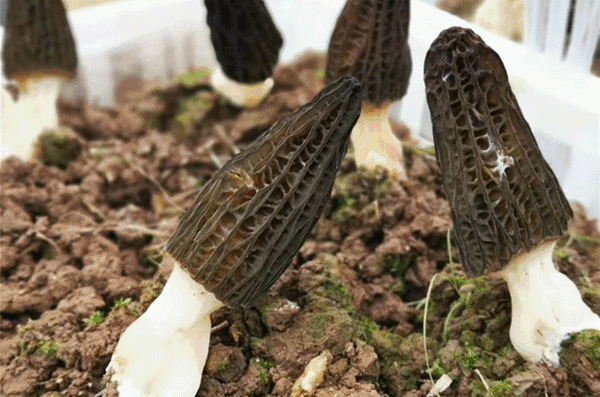 春游赏花季！涪陵这些地方最适合踏青、赏花、野炊，超良心攻略！