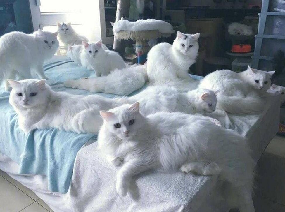 梦幻西游：被官方拉进黑名单的玩家，自己的角色三天被封禁了三次