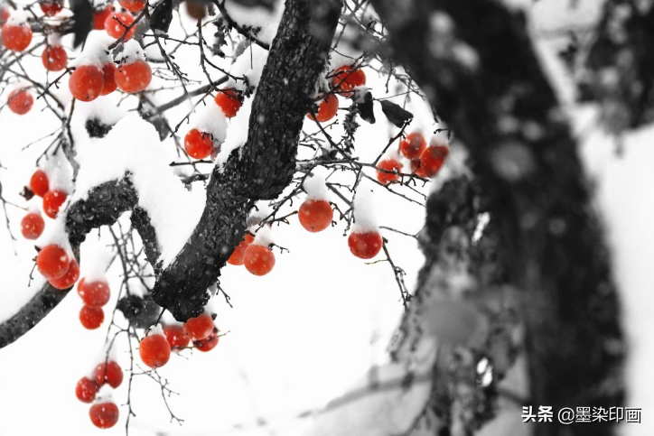 又到一年好“柿”节！拍好这深秋的“红灯笼”