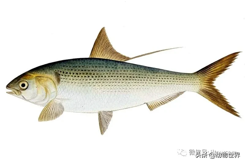 生物科普:中国淡水鱼类图鉴(一)