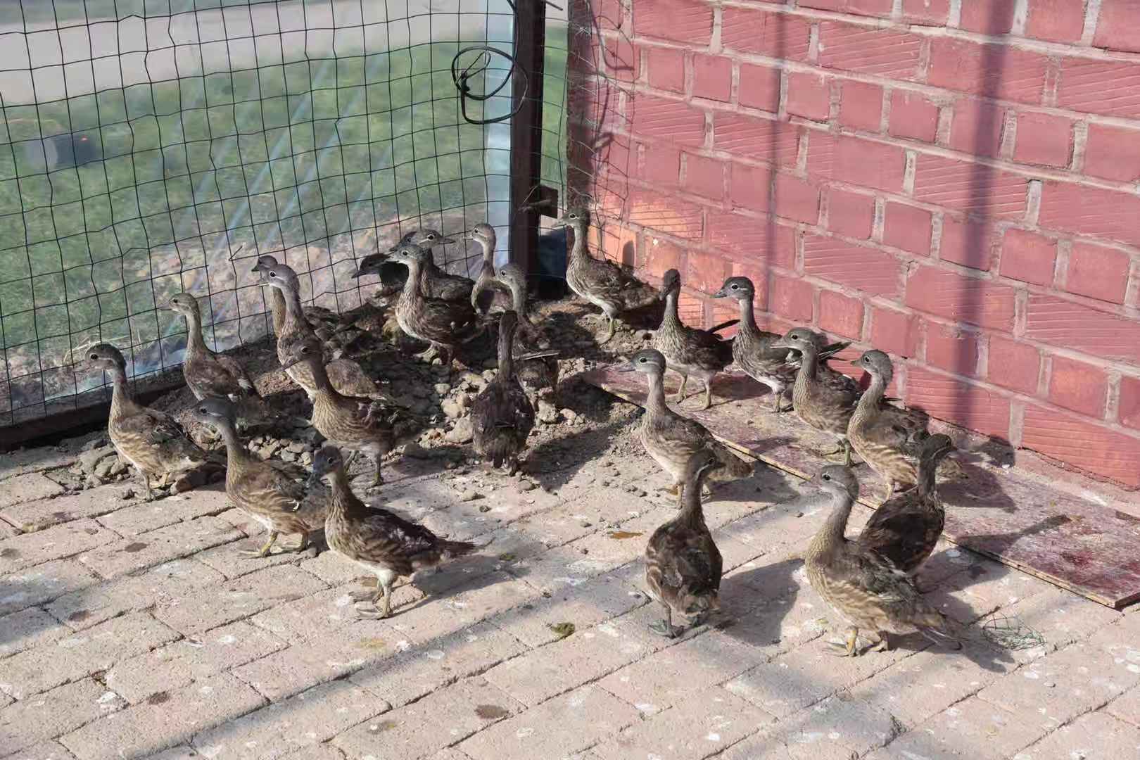 布下迷魂阵捕捉野鸭子绥棱男子非法狩猎30只鸳鸯幼崽