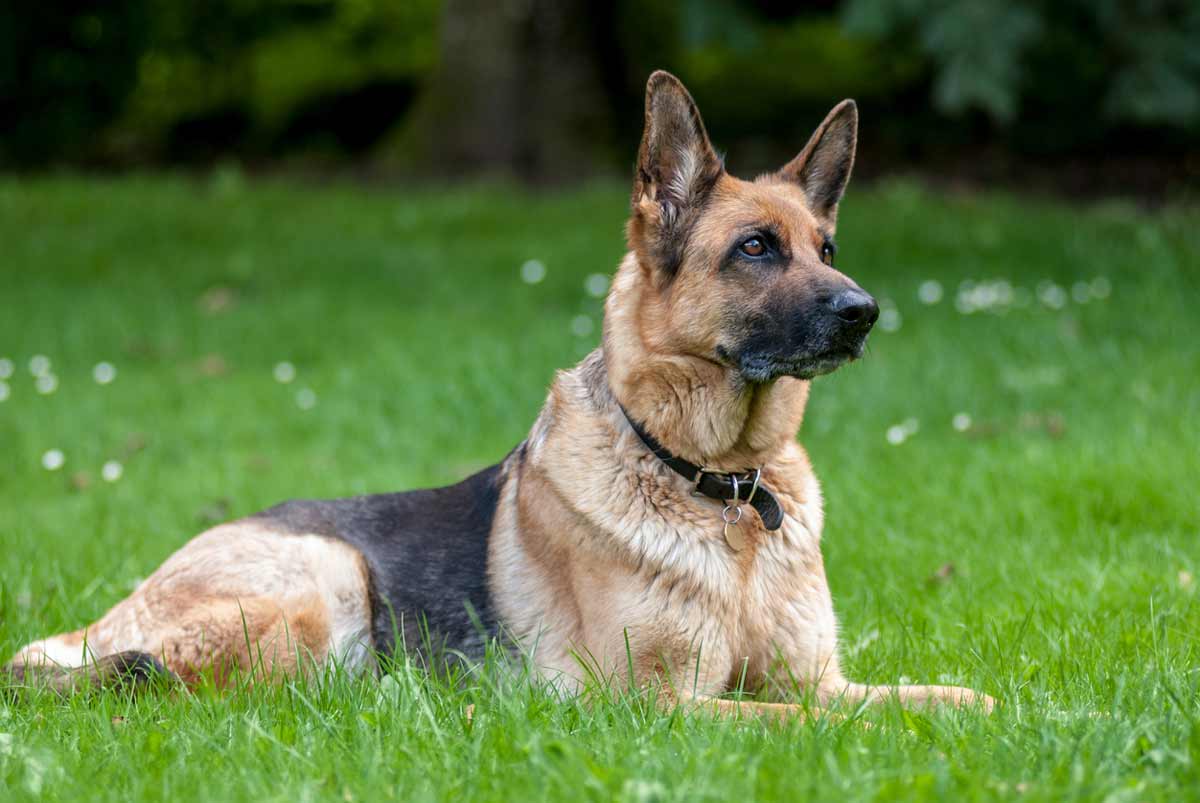 3,"知名军犬"德国牧羊犬