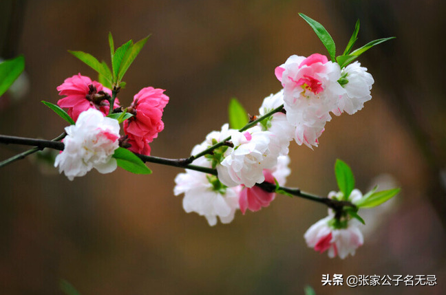 桃花开得正美你要问最美的桃花在哪里