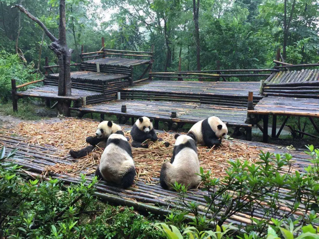 成都有什么好玩的地方,来成都旅游必去的十大景点