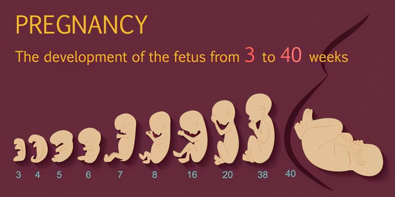 组图了解胎儿在子宫中生长过程:感觉我们都不容易,哪儿都没少长