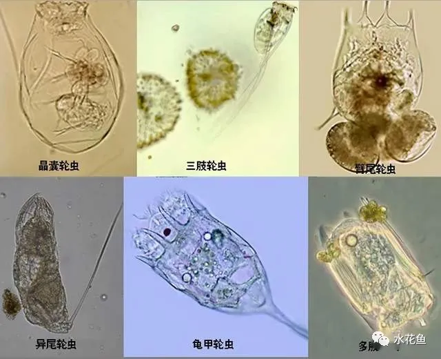 带你认识鱼类天然饵料的浮游动物枝角类和桡足类及其暴发危害的应对