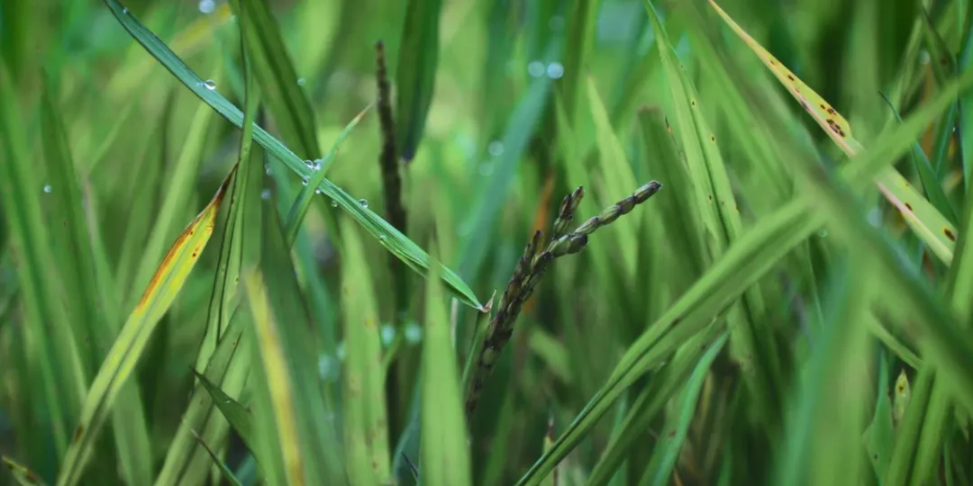 时间有点忒快了，又是一年忙秋收的季节