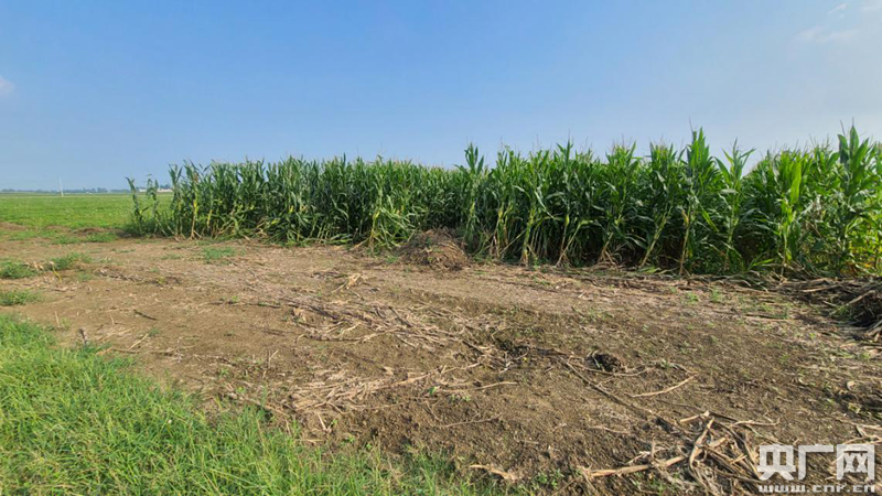 占万亩基本农田建养猪场 岂能如此"拆东墙补西墙"