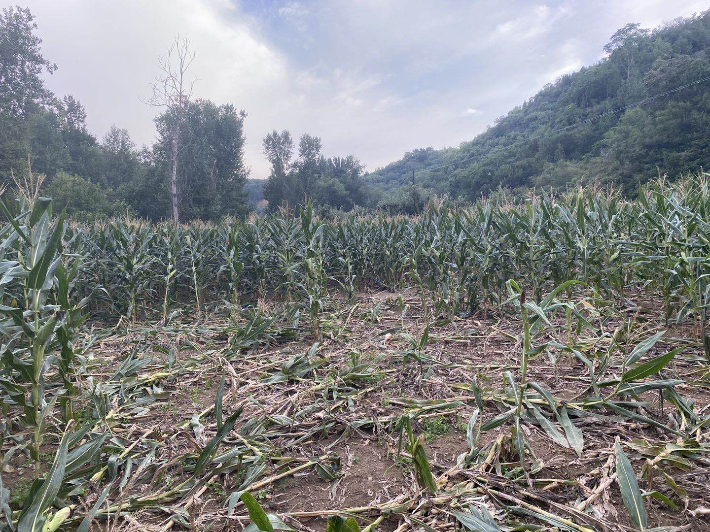 野猪来了！一个密云山村的攻防战