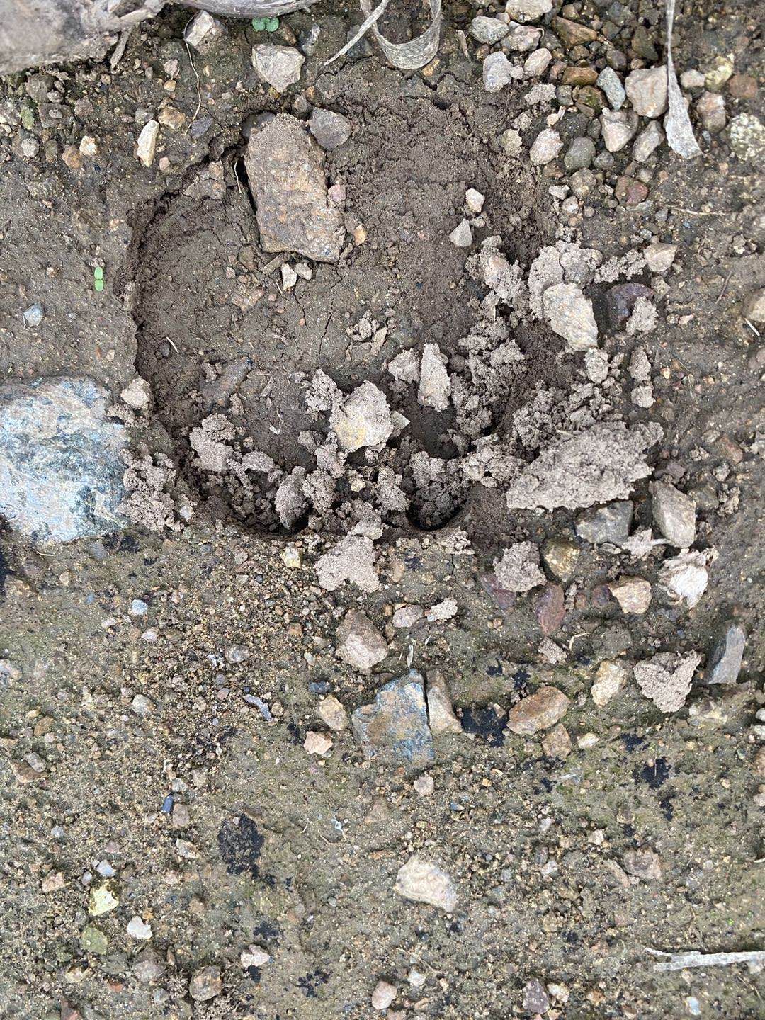 野猪来了！一个密云山村的攻防战