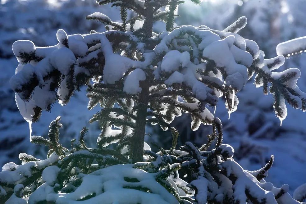 鸣岩松雪静赏傲雪枝头之美动享冰雪酣畅之旅