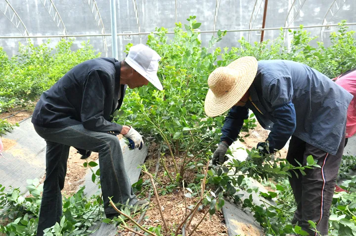 百年风华红动胶东一颗小蓝莓串起振兴梦