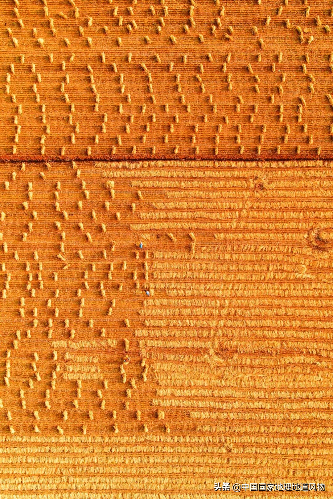 山东、河南、江苏、黑龙江…谁才是中国第一粮仓？