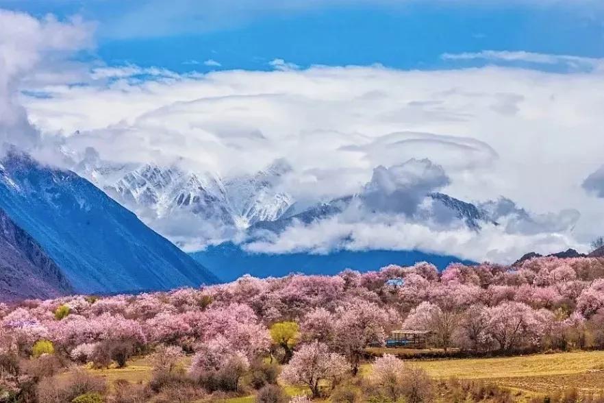 又是一年赏花时!2021全新踏春攻略,11处浪漫花海,安排上