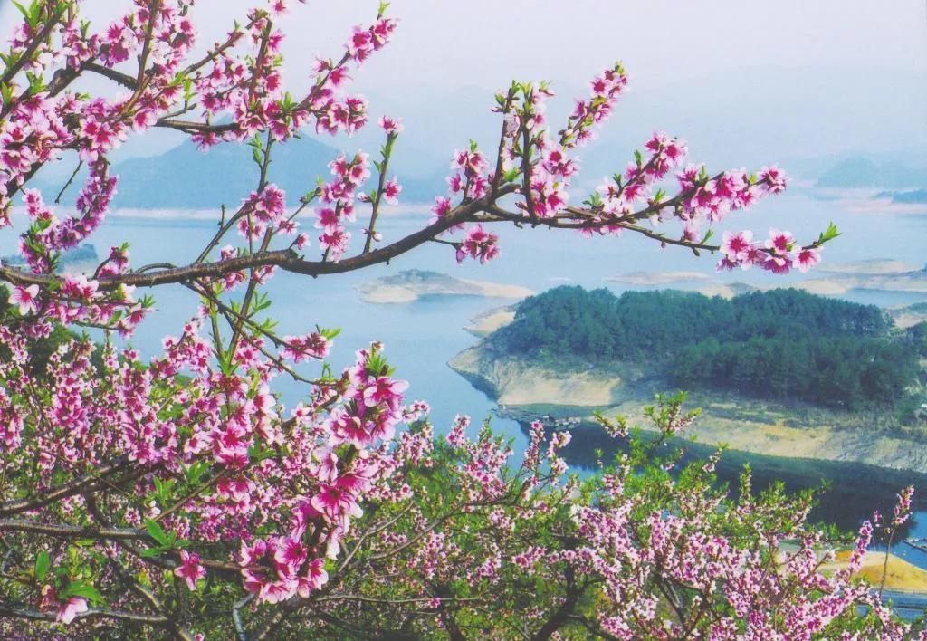 又是一年赏花时!2021全新踏春攻略,11处浪漫花海,安排上