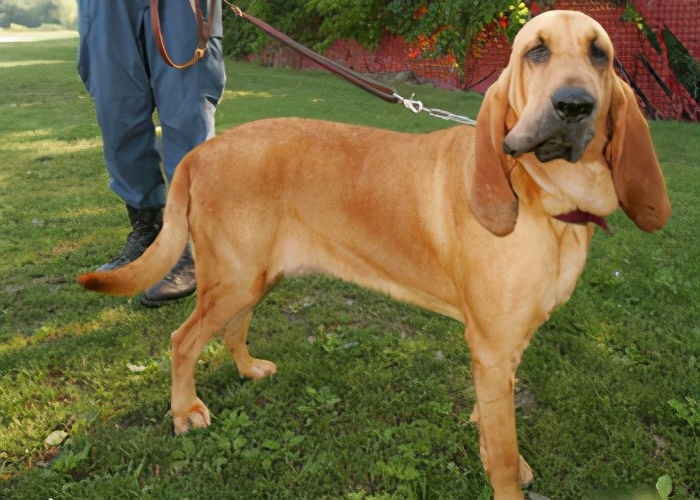 黑褐色猎浣熊犬 black and tan coonhound美国猎狐犬 american fox