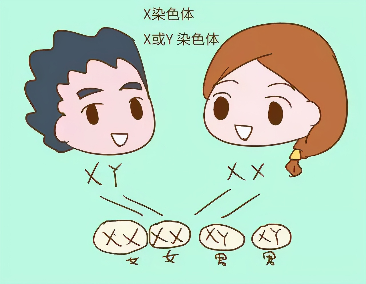 y染色体生男生女由父母智商决定