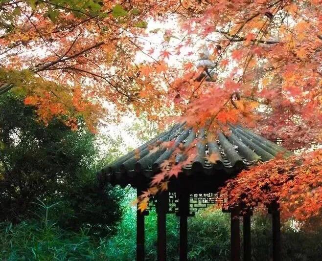 秋 歌 (古风)