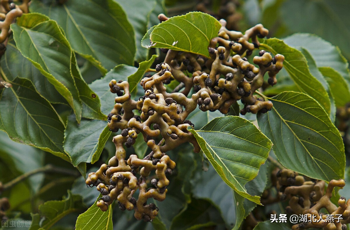 所有野菜名字大全67种野菜图片大全教你认识不同的野菜和吃法你想要的