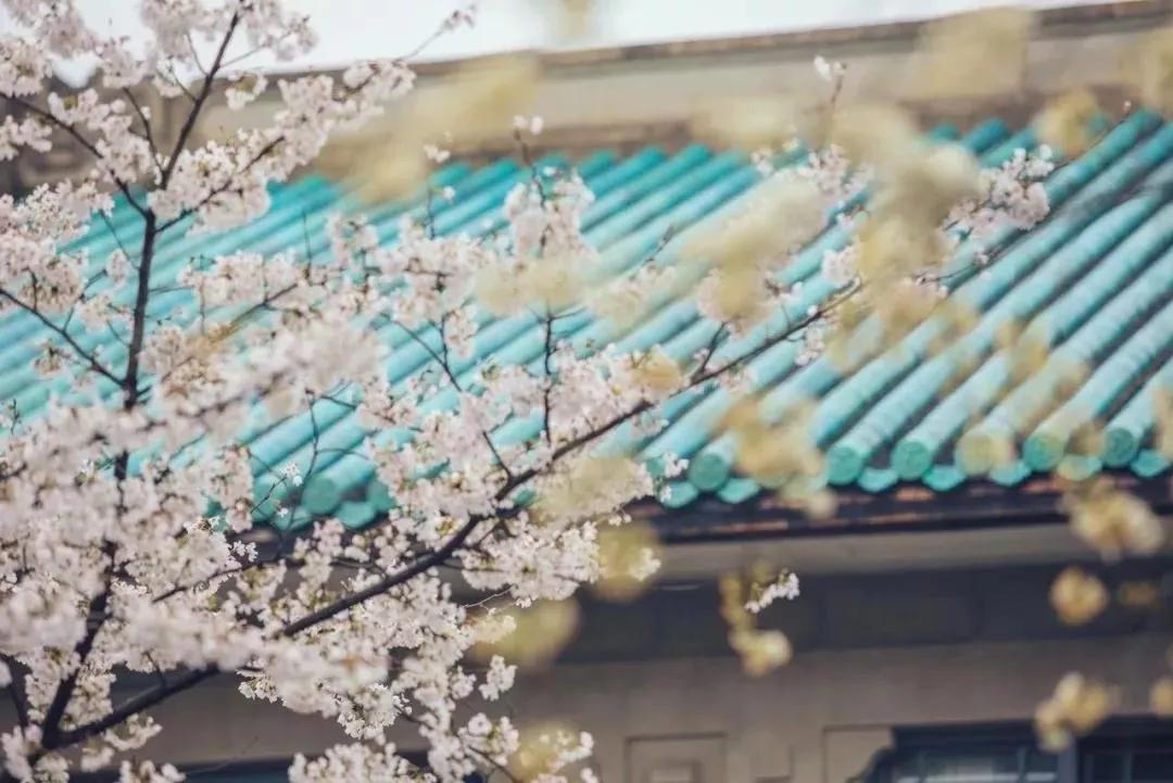 又是一年赏花时!2021全新踏春攻略,11处浪漫花海,安排上