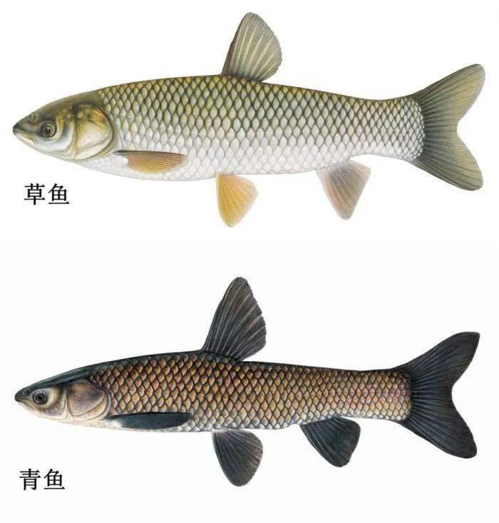 成双配对的四大家鱼究竟是哪四种鱼更清晰更简单的辨认方法