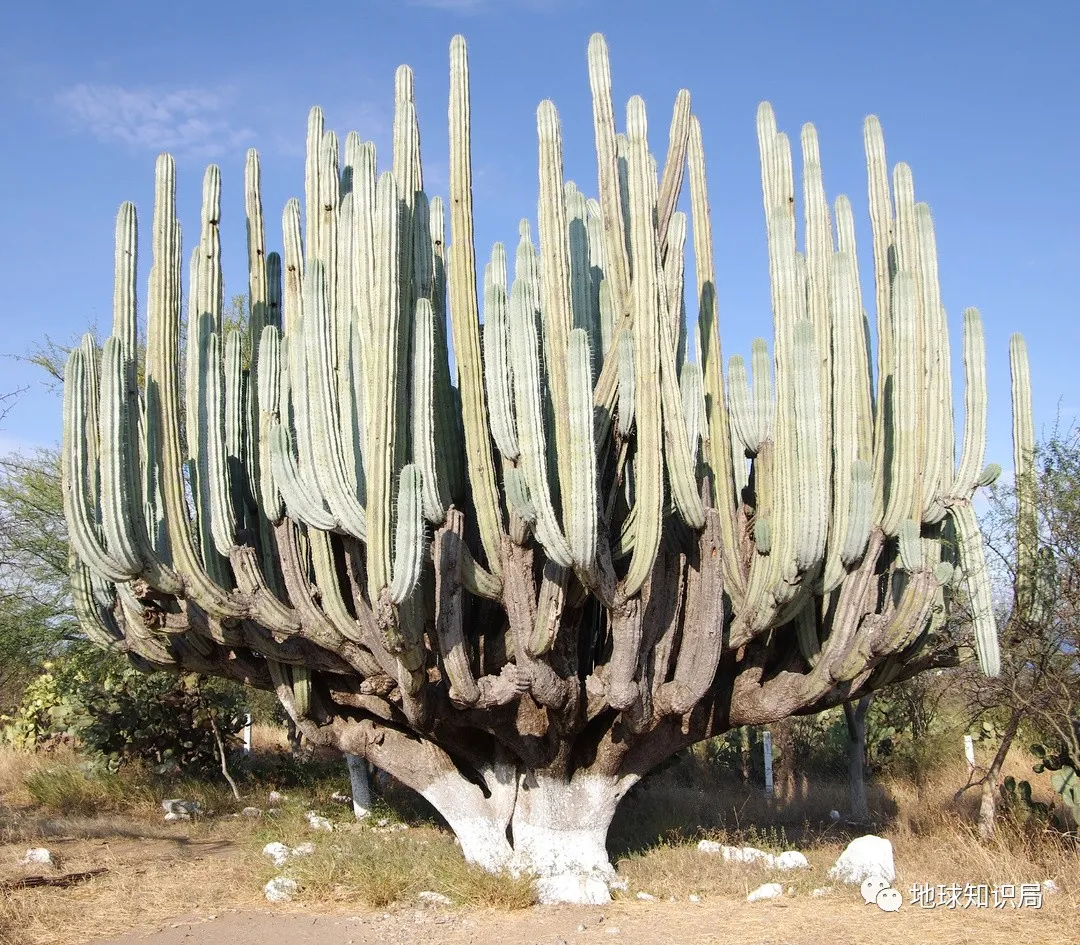 美国，你该还债了！| 地球知识局