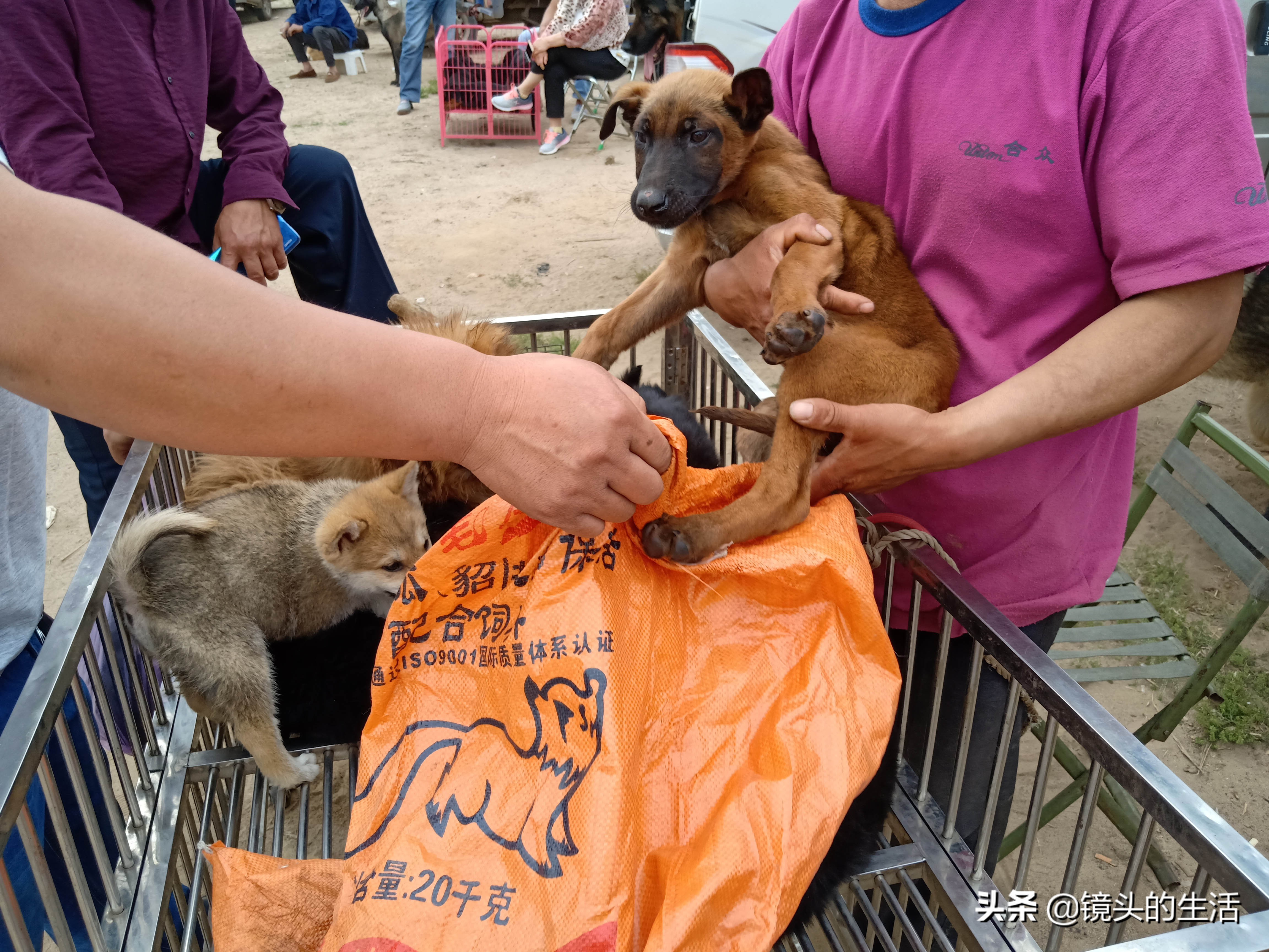 真实拍摄唐山最大狗市:柯基犬300元,狗狗染上了皮肤病,求高招