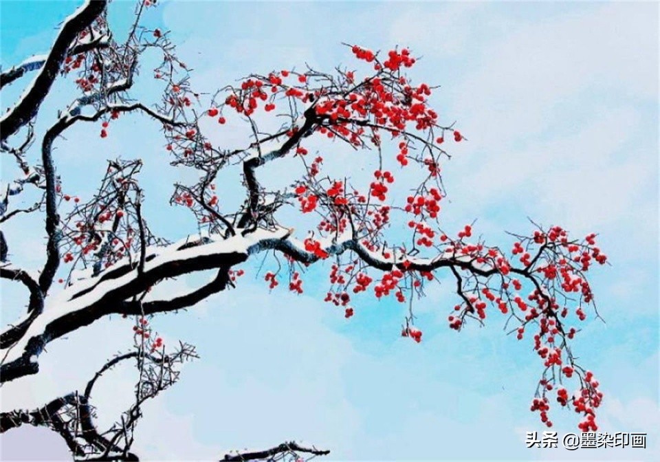 又到一年好“柿”节！拍好这深秋的“红灯笼”