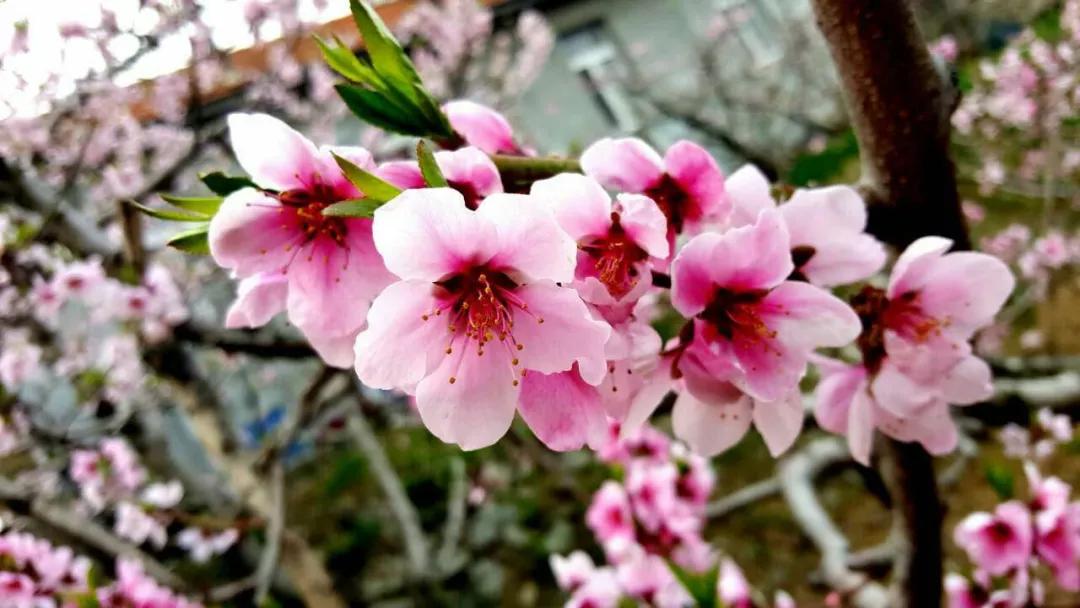 又是一年赏花时!2021全新踏春攻略,11处浪漫花海,安排上