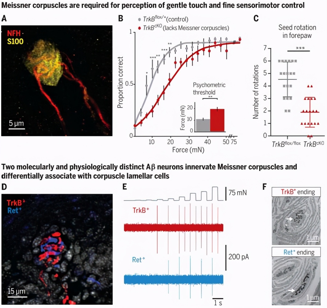 揭示梅斯纳小体感知轻微触觉机制