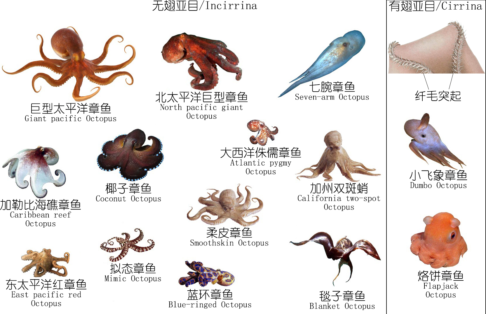 深度解析章鱼鱿鱼墨鱼等软体动物上