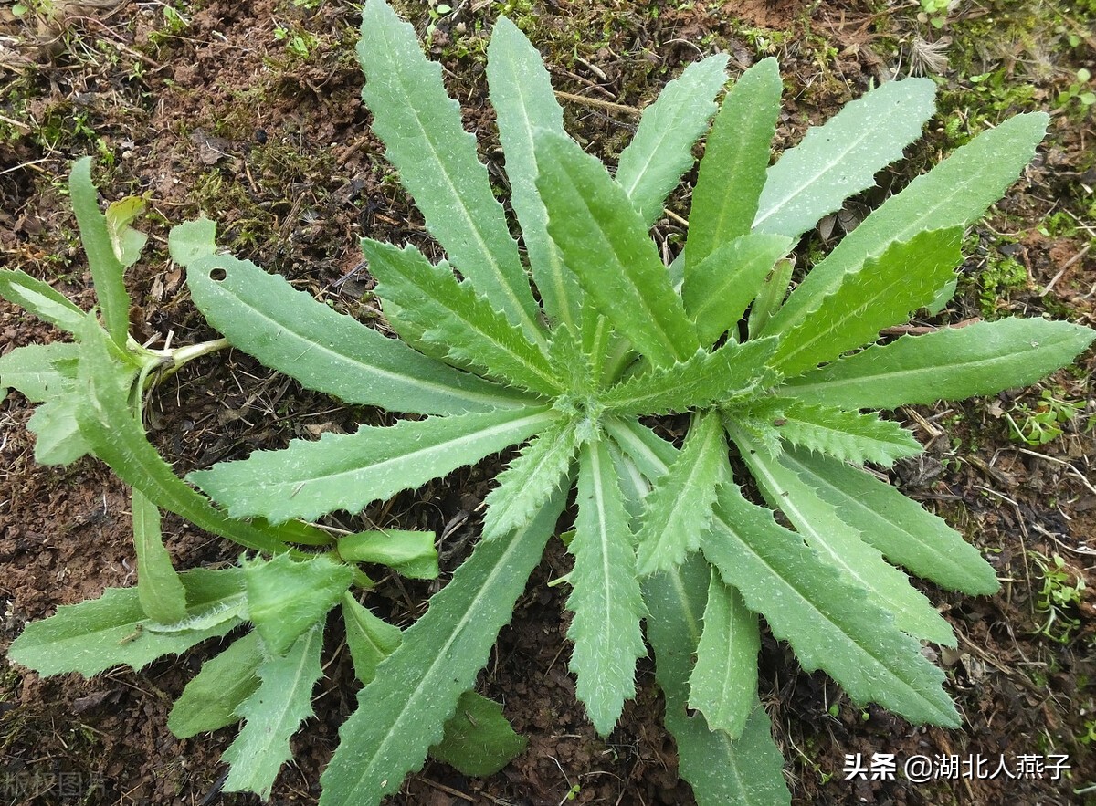 所有野菜名字大全67种野菜图片大全教你认识不同的野菜和吃法你想要的