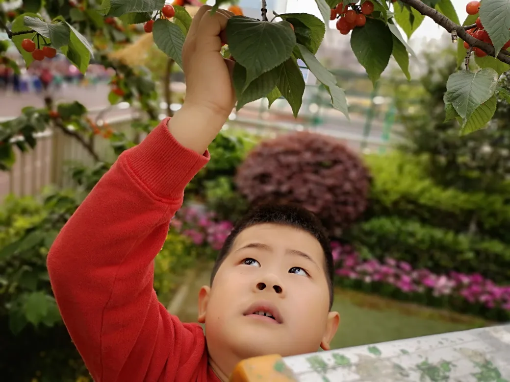 天府新区华阳幼儿园西区开展幼儿园里的樱桃树主题活动