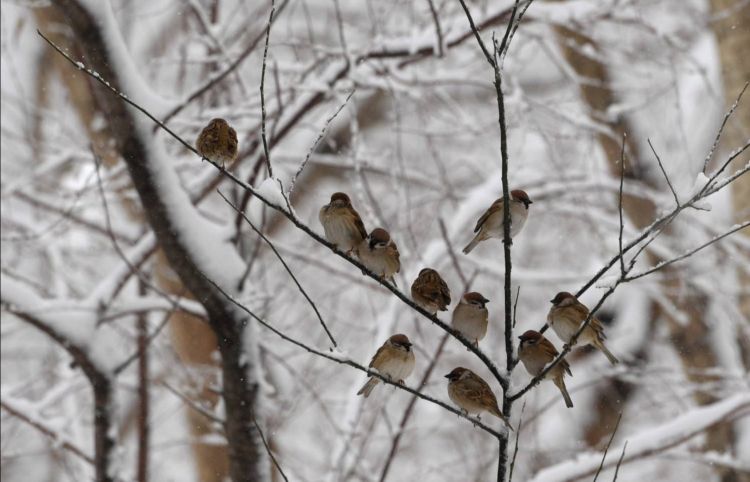 雪花不飘冬不来