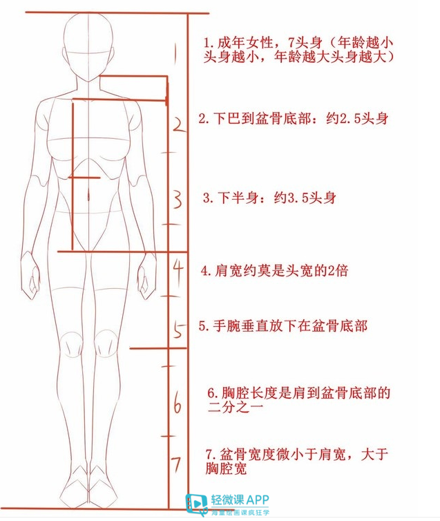 板绘怎么画好人体人体比例详细教程