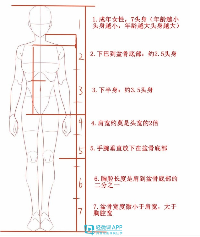 板绘怎么画好人体?人体比例详细教程