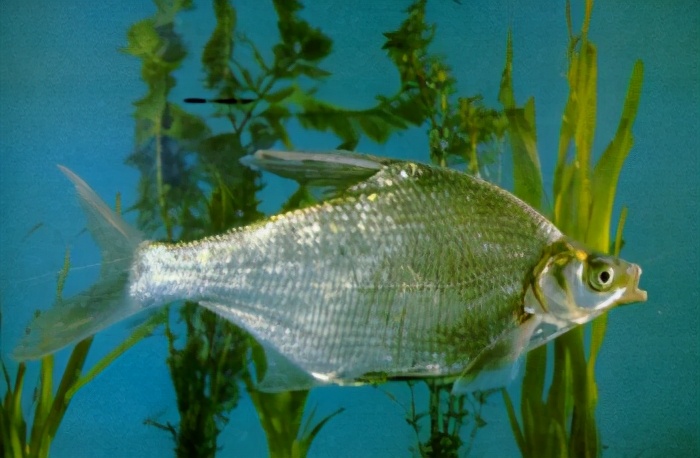 鲱 科4鲥 鲱科hilsa reevesii(richardson)(三黎鱼,三来)鯷科5短颌鲚