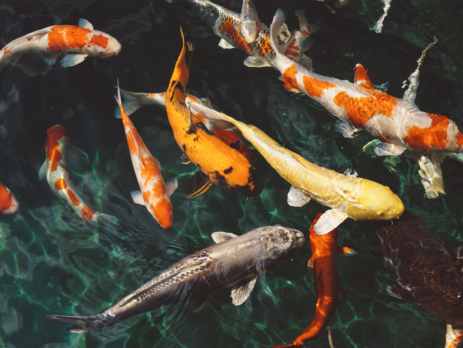 天庭众神吃龙肉，大鹏也敢吃，怎么不阻止？