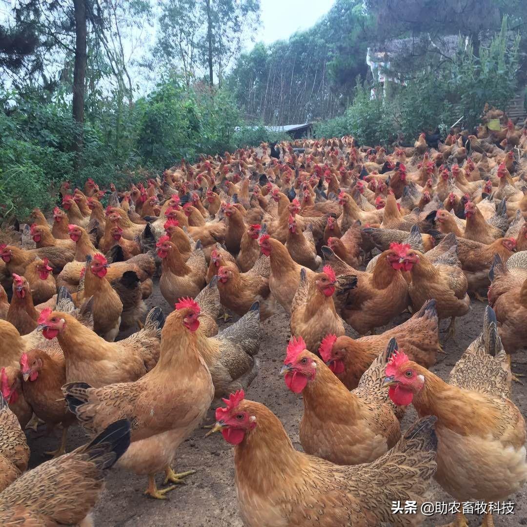 龙桥小区鸡多图片