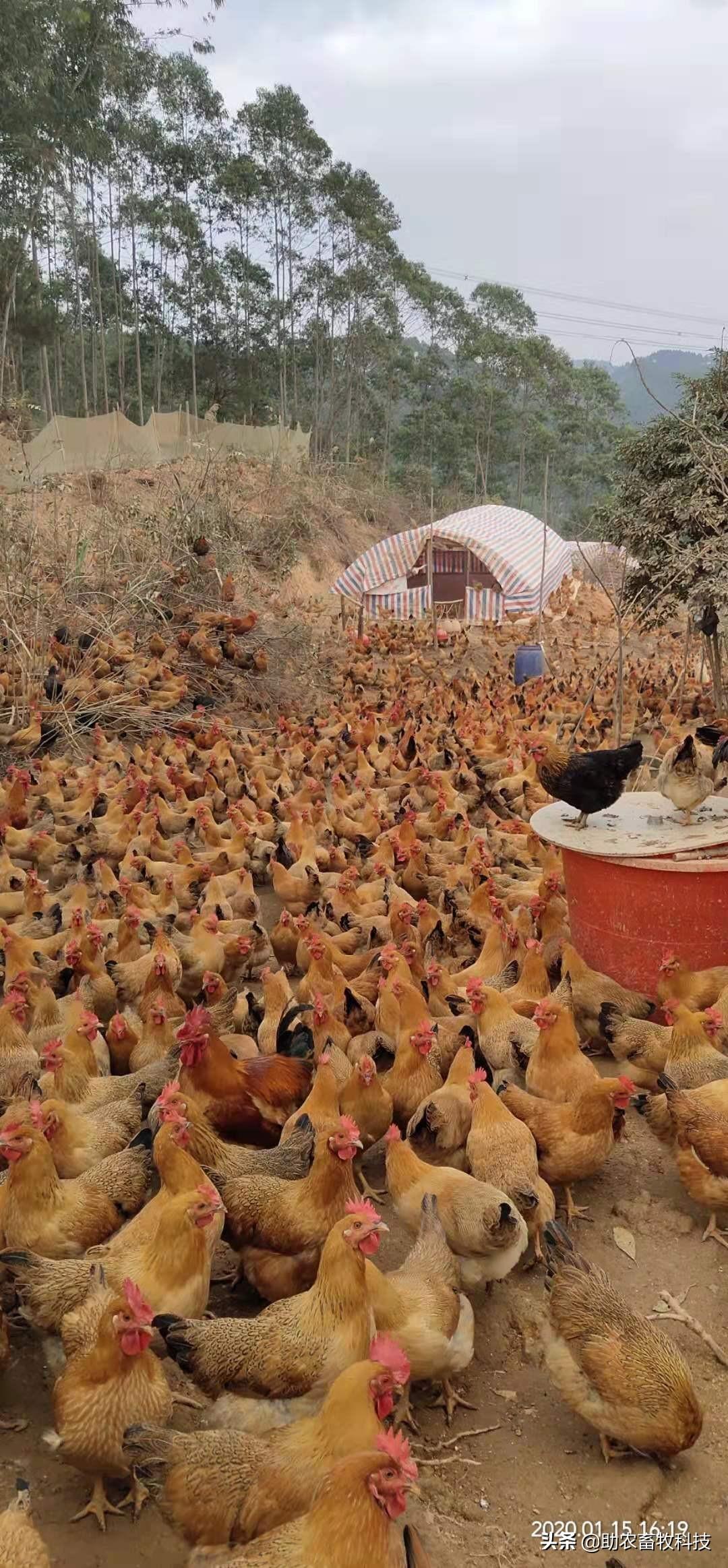 视频: 一组使用部分发酵饲料养鸡现场视频商品生物饲料销售成品【视频